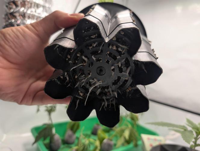 Living Soil regelt - 3 Sorten. Week 2 - Seifuku