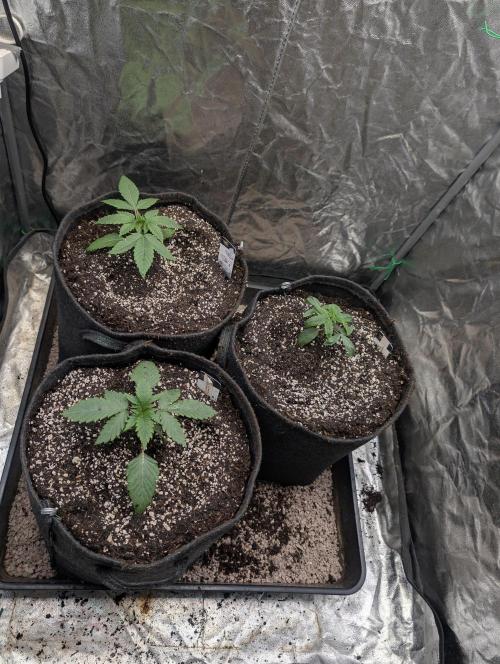 Living Soil regelt - 3 Sorten. Week 2 - Umgetopft in 15 L