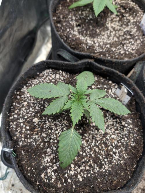 Living Soil regelt - 3 Sorten. Week 2 - Seifuku