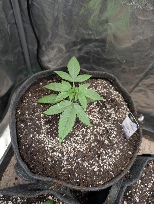Living Soil regelt - 3 Sorten. Week 2 - Cookies and Cream