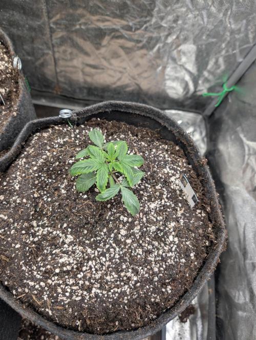 Living Soil regelt - 3 Sorten. Week 2 - Chem Cake