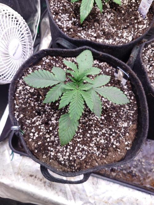 Living Soil regelt - 3 Sorten. Week 3