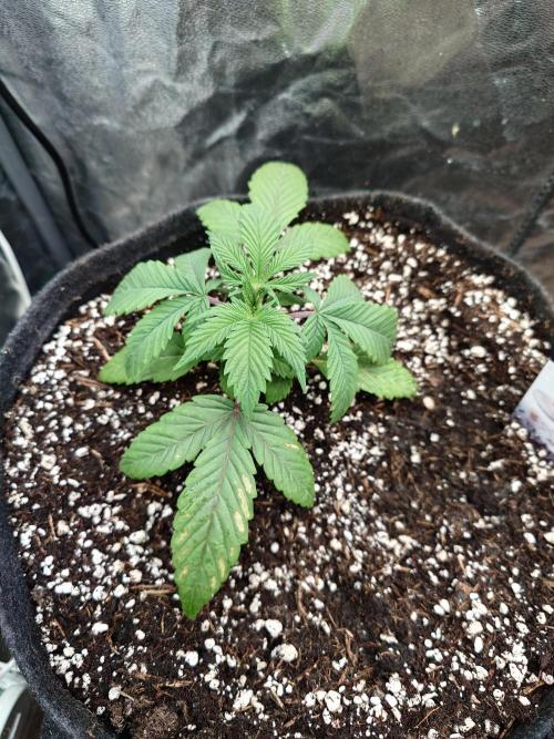 Living Soil regelt - 3 Sorten. Week 3