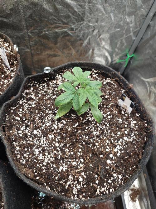 Living Soil regelt - 3 Sorten. Week 3