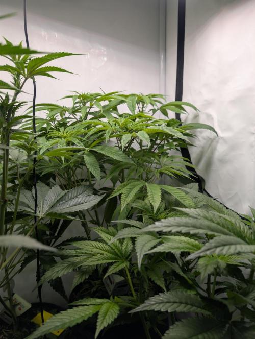 Georgia Pie|PAX Genetix|Wizzy's Garten. Week 11