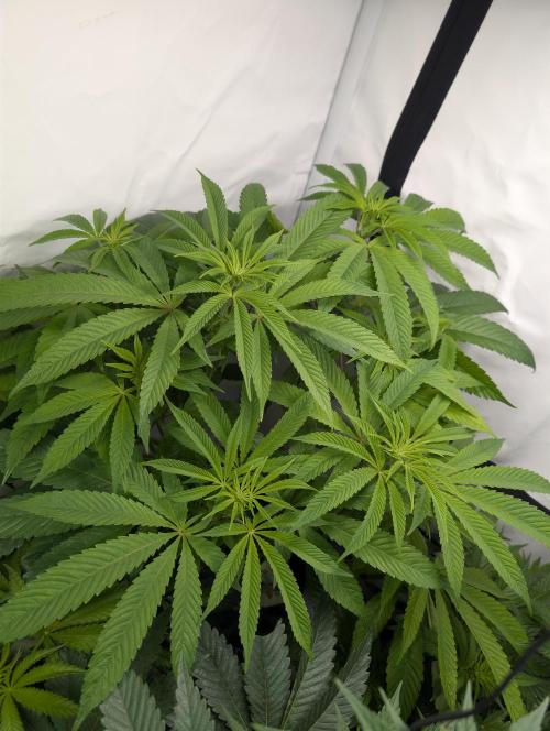 Georgia Pie|PAX Genetix|Wizzy's Garten. Week 11