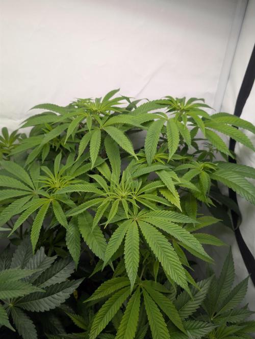 Georgia Pie|PAX Genetix|Wizzy's Garten. Week 11