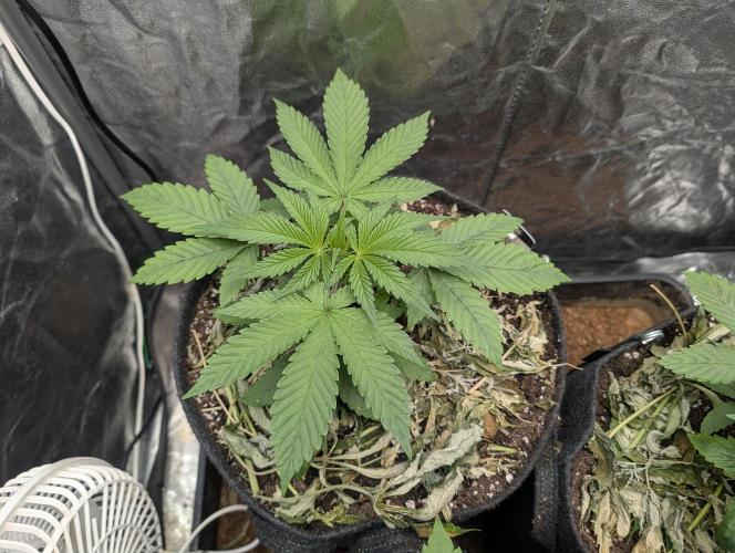 Living Soil regelt - 3 Sorten. Week 3