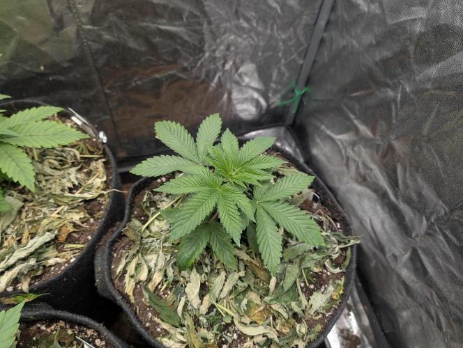 Living Soil regelt - 3 Sorten. Week 3