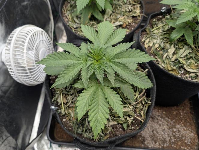 Living Soil regelt - 3 Sorten. Week 3