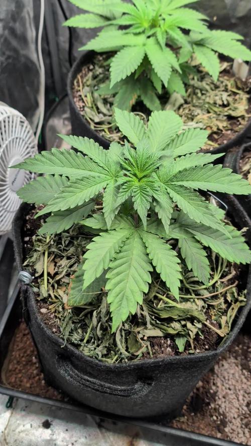 Living Soil regelt - 3 Sorten