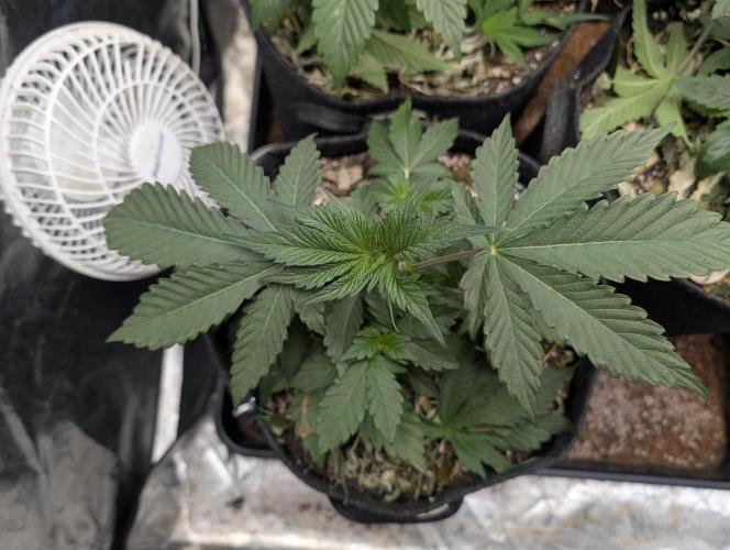 Living Soil regelt - 3 Sorten. Week 5 - Seifuku