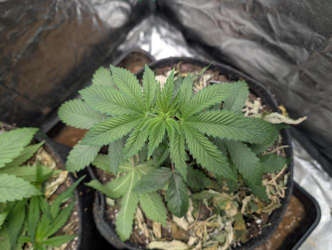 Living Soil regelt - 3 Sorten. Week 5 - Chem Cake