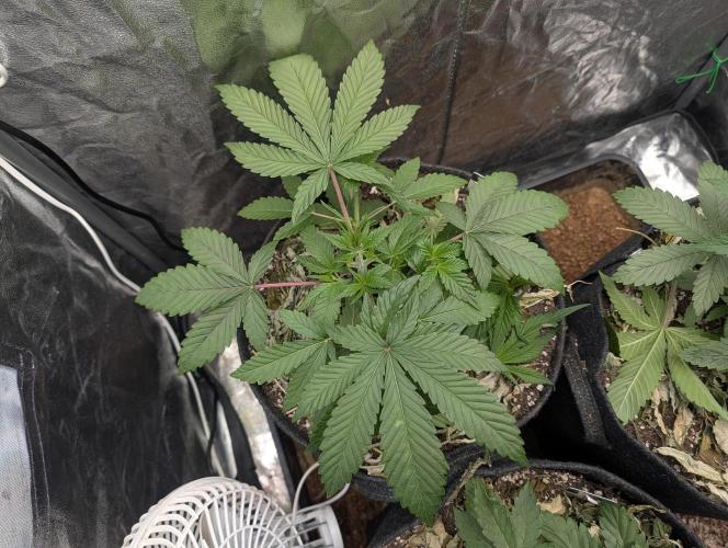 Living Soil regelt - 3 Sorten. Week 5 - Cookies and Cream