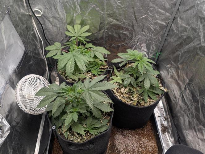 Living Soil regelt - 3 Sorten. Week 5