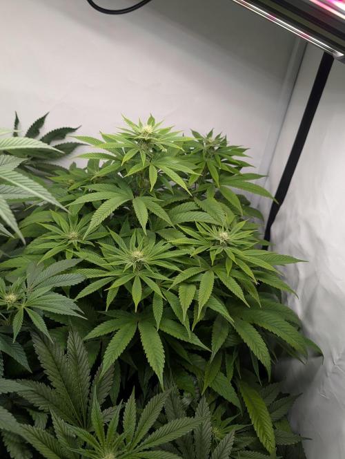 Georgia Pie|PAX Genetix|Wizzy's Garten. Week 12