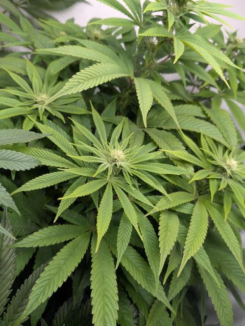 Georgia Pie|PAX Genetix|Wizzy's Garten. Week 12