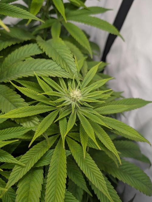 Georgia Pie|PAX Genetix|Wizzy's Garten. Week 12