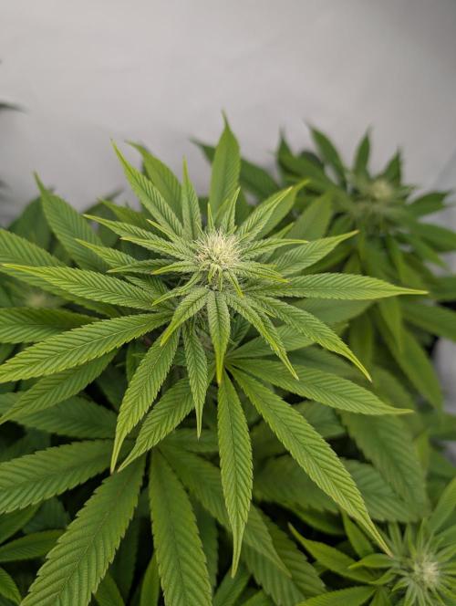 Georgia Pie|PAX Genetix|Wizzy's Garten. Week 12