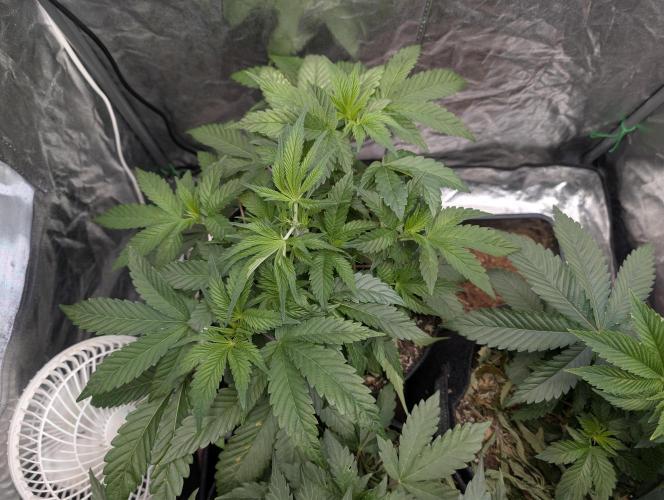 Living Soil regelt - 3 Sorten. Week 6 - Cookies and Cream