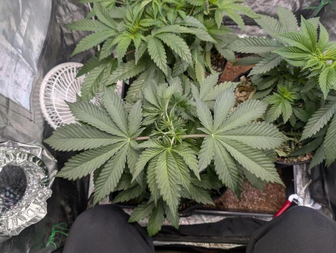 Living Soil regelt - 3 Sorten. Week 6 - Seifuku 