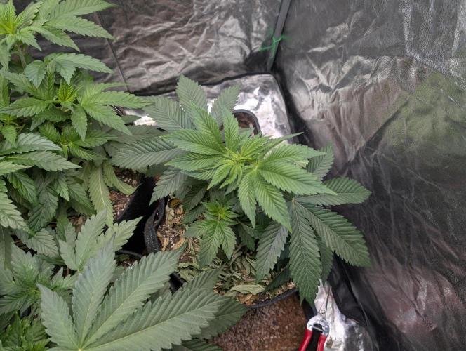 Living Soil regelt - 3 Sorten. Week 6 - Chem Cake 