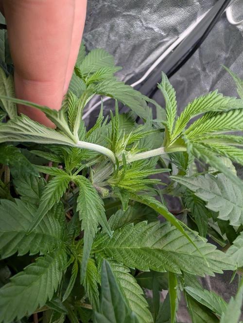 Living Soil regelt - 3 Sorten. Week 6 - Cookies and Cream