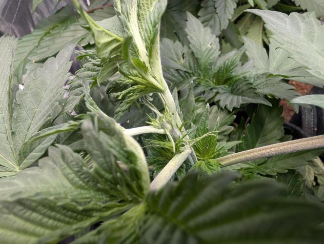 Living Soil regelt - 3 Sorten. Week 6 - Seifuku