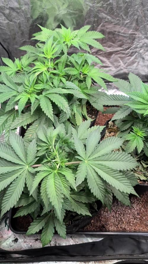 Living Soil regelt - 3 Sorten