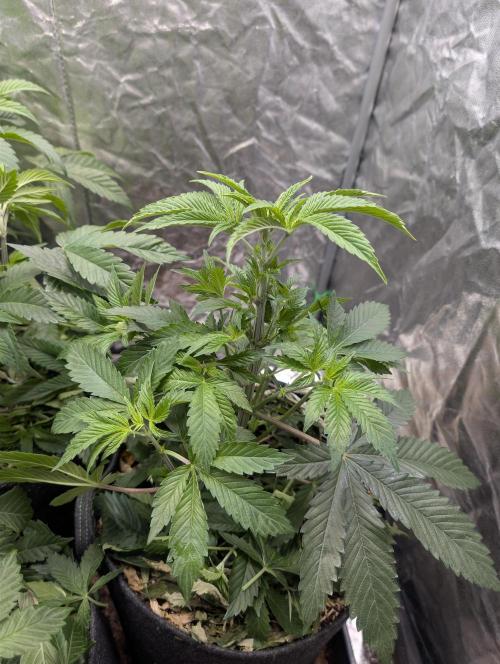 Living Soil regelt - 3 Sorten. Week 7