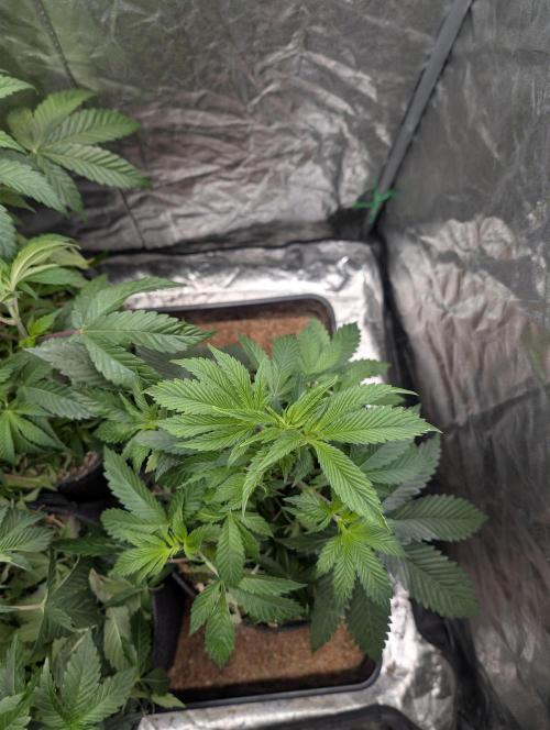 Living Soil regelt - 3 Sorten. Week 7