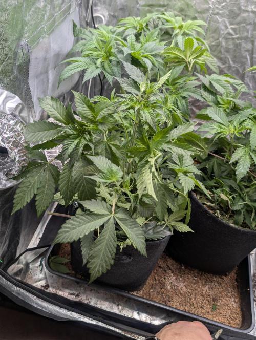 Living Soil regelt - 3 Sorten. Week 7