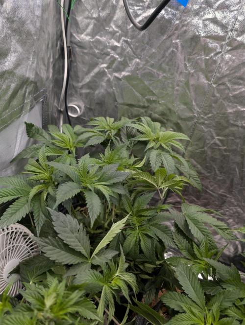 Living Soil regelt - 3 Sorten. Week 7