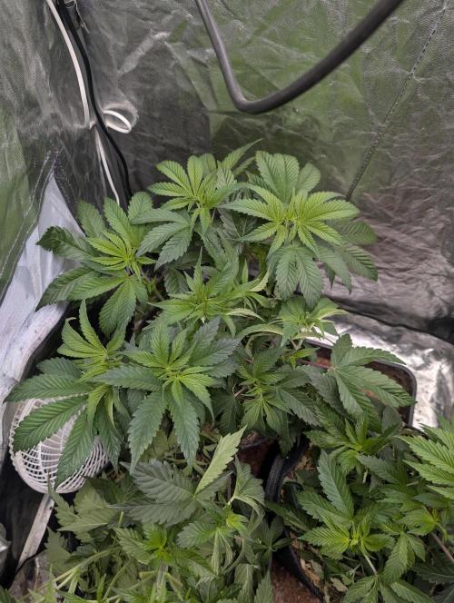 Living Soil regelt - 3 Sorten. Week 7