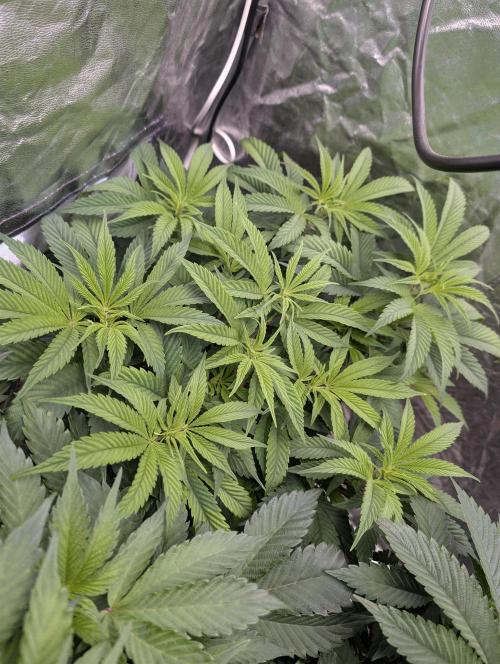 Living Soil regelt - 3 Sorten. Week 8