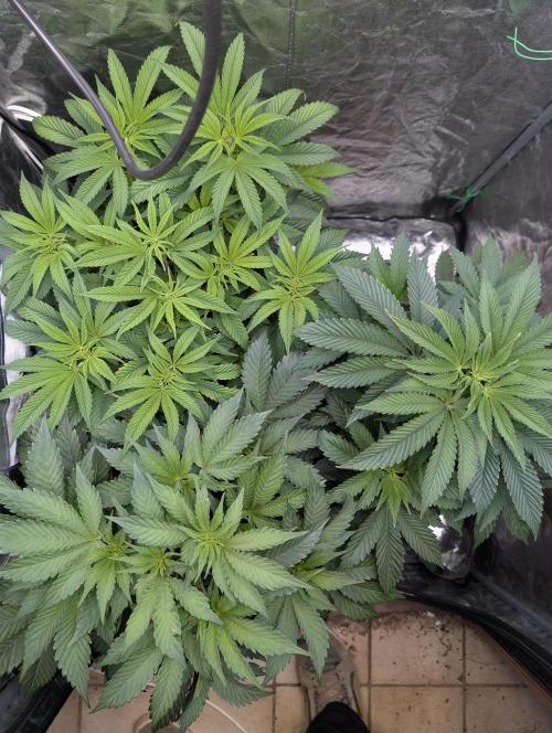 Living Soil regelt - 3 Sorten. Week 8