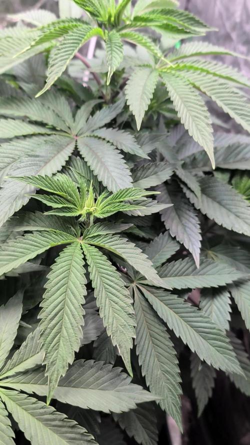 Living Soil regelt - 3 Sorten