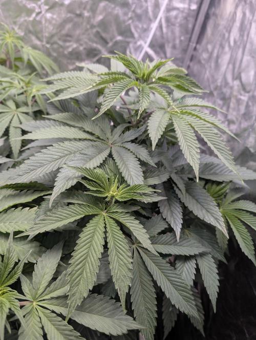 Living Soil regelt - 3 Sorten. Week 9