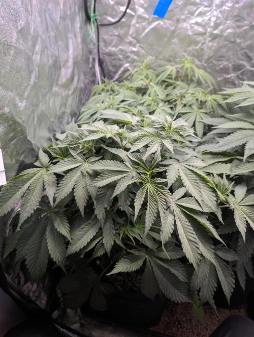 Living Soil regelt - 3 Sorten. Week 9