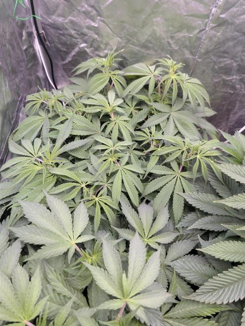 Living Soil regelt - 3 Sorten. Week 9