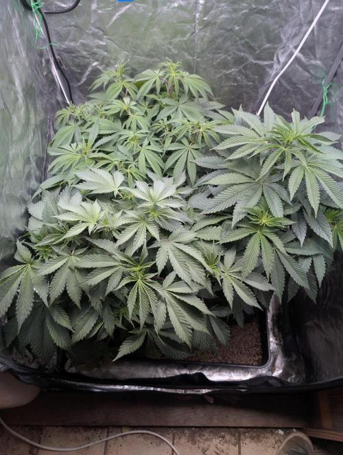 Living Soil regelt - 3 Sorten. Week 9