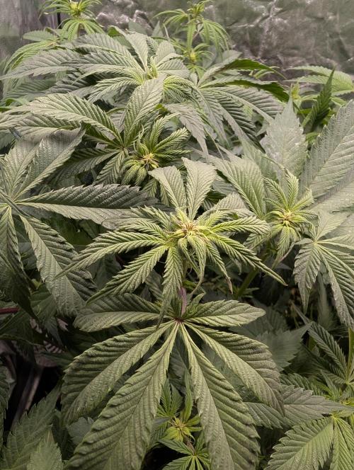 Living Soil regelt - 3 Sorten. Week 10 - Seifuku