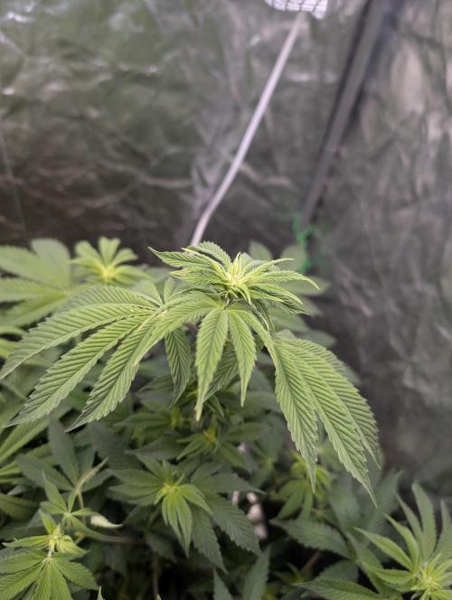 Living Soil regelt - 3 Sorten. Week 10 - Chem Cake 