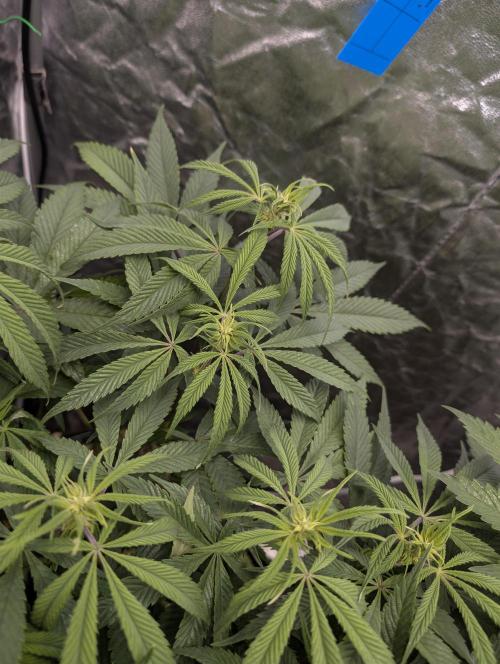 Living Soil regelt - 3 Sorten. Week 10 - Cookies and Cream 