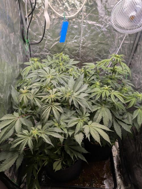 Living Soil regelt - 3 Sorten. Week 10