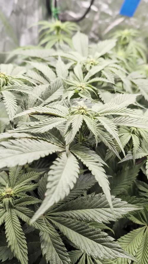 Living Soil regelt - 3 Sorten