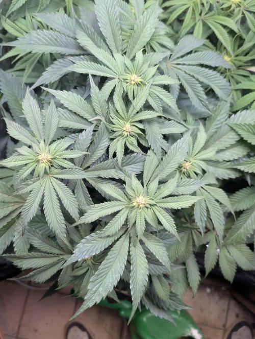 Living Soil regelt - 3 Sorten. Week 11