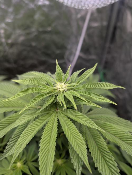 Living Soil regelt - 3 Sorten. Week 11