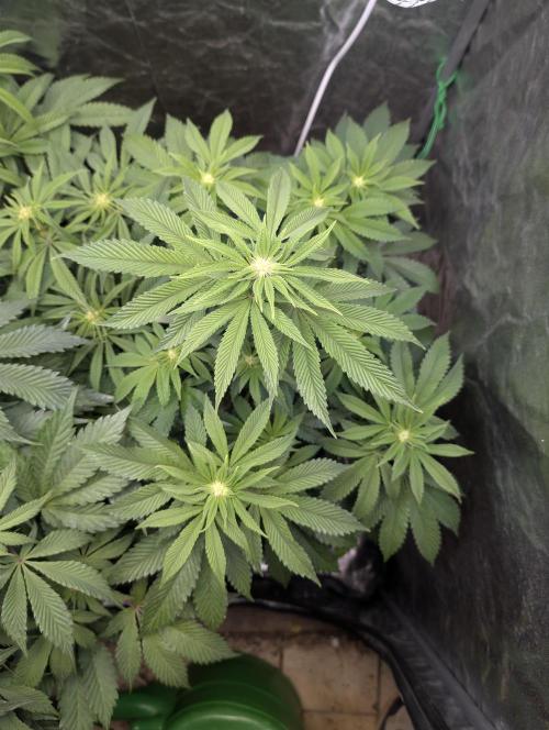 Living Soil regelt - 3 Sorten. Week 11