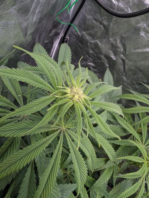 Living Soil regelt - 3 Sorten. Week 11